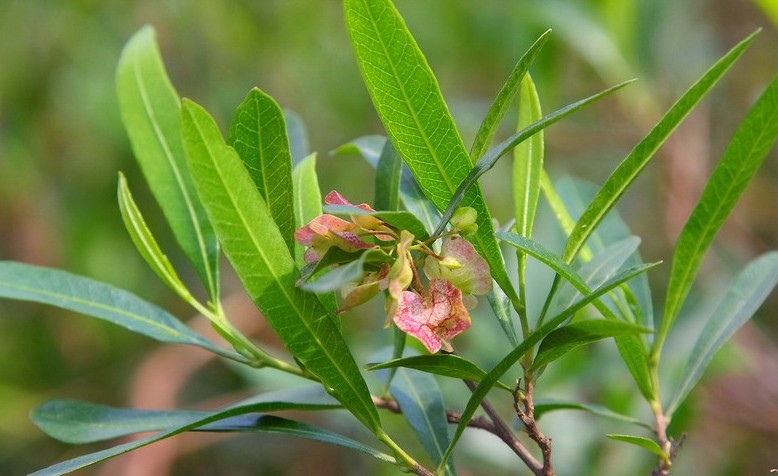 Dodonaea viscosa seed